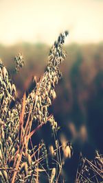 Close-up of plants against sky at sunset