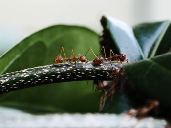 Close-up of ant on leaf