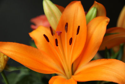 Close-up of orange day lily blooming outdoors