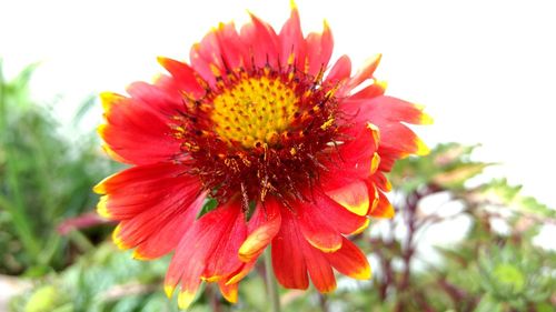 Close-up of flower blooming outdoors