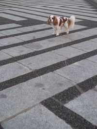 High angle view of dog walking on footpath