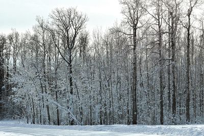 Snow covered trees in forest