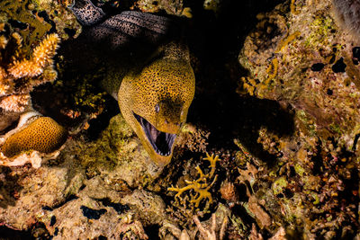 Moray eel and coral in sea