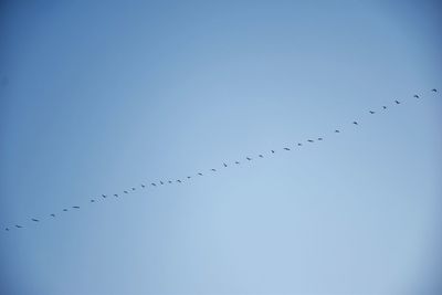 Low angle view of birds flying against clear blue sky