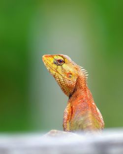 Close-up of lizard on leaf