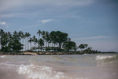 Palm trees on beach against sky