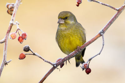 European male goldfinch (chloris chloris), sitting on a branch on a homogeneous blurred background.