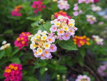 Close-up of fresh pink flowers blooming in park