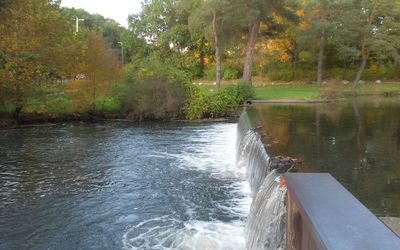 Scenic view of river in forest