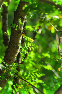 Close-up of green leaves on tree