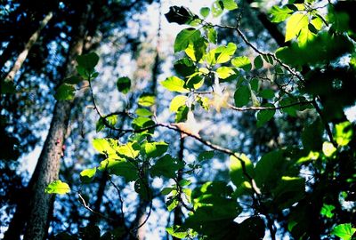 Low angle view of tree