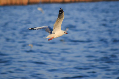 Seagull flying over sea