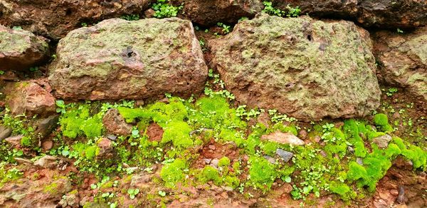 High angle view of moss growing on rock