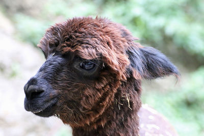 Close-up of a dog looking away