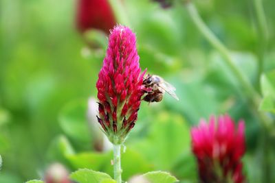 Close-up of bee on pink flower