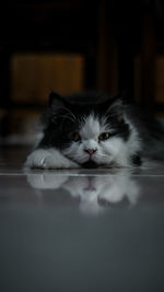 Close-up portrait of a cat