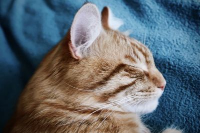 Orange tabby cat sleeping