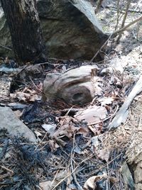 High angle view of dead plants on land