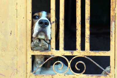 Portrait of dog peeking through metal