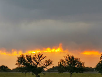 Trees on field against orange sky