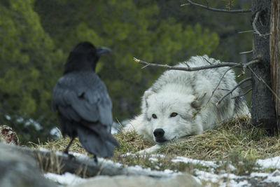 Wolf looks at crow