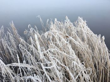 High angle view of frozen grass against sky
