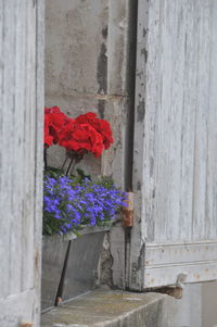 Close-up of flower pot against wall