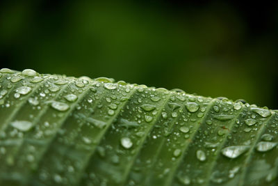 Close-up of raindrops on leaves