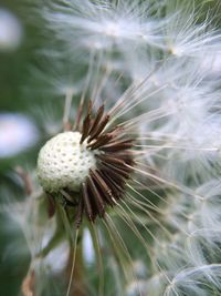 Close-up of dandelion flower