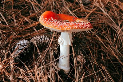 Close-up of fly agaric mushroom