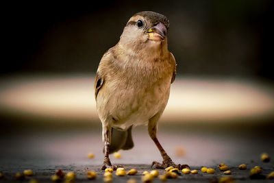Close-up portrait of bird perching by grains