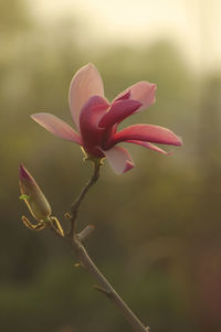 Close-up of pink flowering plant