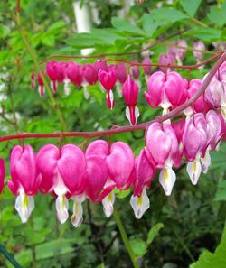 Close-up of pink flowers