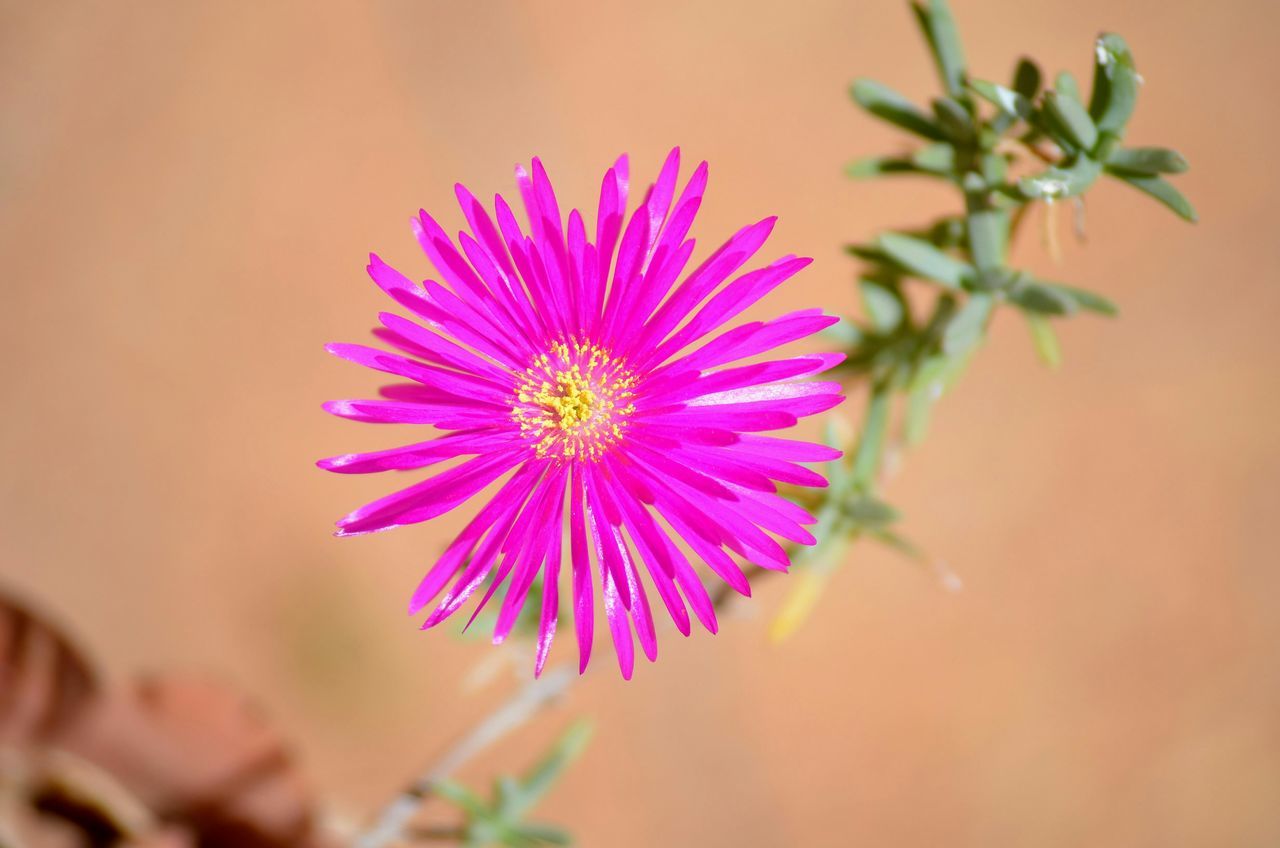 flower, petal, freshness, fragility, flower head, growth, beauty in nature, close-up, focus on foreground, pollen, blooming, nature, single flower, plant, purple, in bloom, selective focus, blossom, stamen, pink color