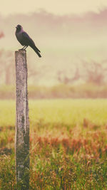 Close-up of bird perching on wooden post against sky