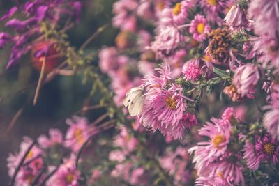 Close-up of pink flowers blooming outdoors