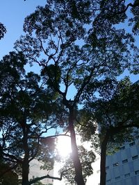 Low angle view of trees against sky