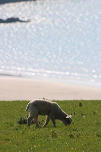 Sheep on field against sky