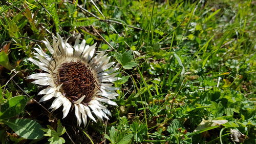 Close-up of flowering plant on field