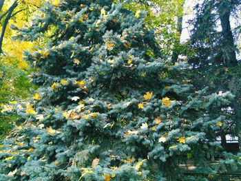 Close-up of flower tree