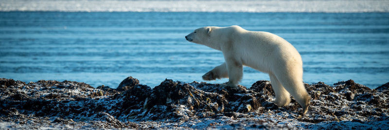 Panorama of polar bear walking along shoreline