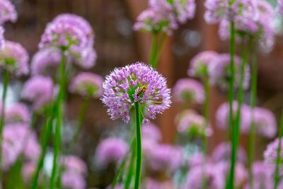 Close-up of flowers blooming outdoors