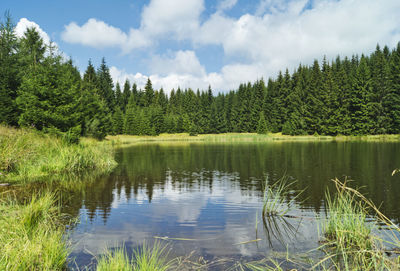 Scenic view of lake by trees in forest against sky