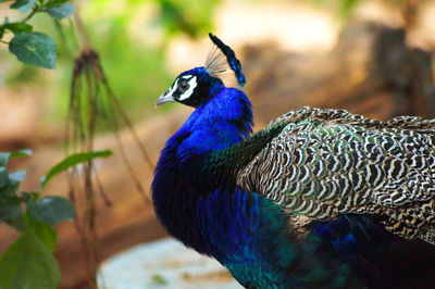 Close-up of a peacock