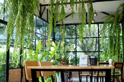 Potted plants on table by window in yard