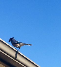 Low angle view of bird flying against blue sky