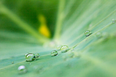 Close-up of water drops on plant