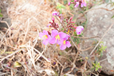 Close-up of pink flowers