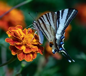 Close-up of butterfly pollinating on flower