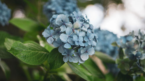 Close-up of white hydrangea